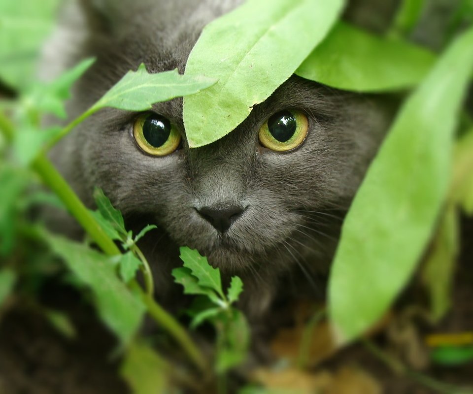 Обои морда, трава, кот, кошка, взгляд, охота, желтые глаза, face, grass, cat, look, hunting, yellow eyes разрешение 1920x1080 Загрузить