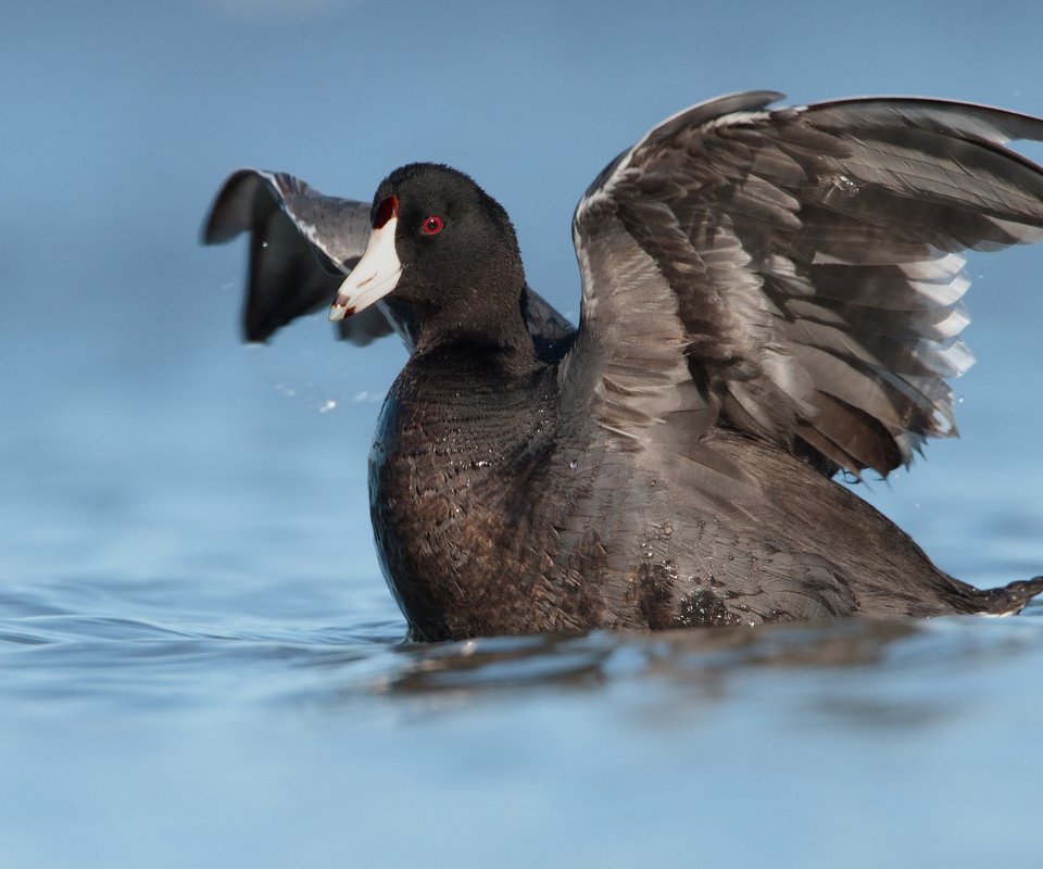 Обои вода, отражение, крылья, птица, утка, лысуха, water, reflection, wings, bird, duck, coot разрешение 2048x1198 Загрузить