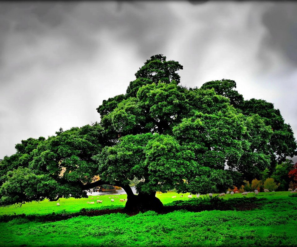 Обои дерево, тучи, пейзаж, поле, овцы, tree, clouds, landscape, field, sheep разрешение 1920x1200 Загрузить