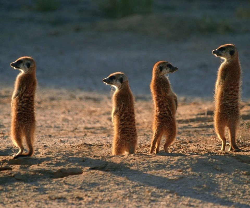 Обои животные, пустыня, сурикаты, семейка, караул, animals, desert, meerkats, family, guard разрешение 1920x1200 Загрузить