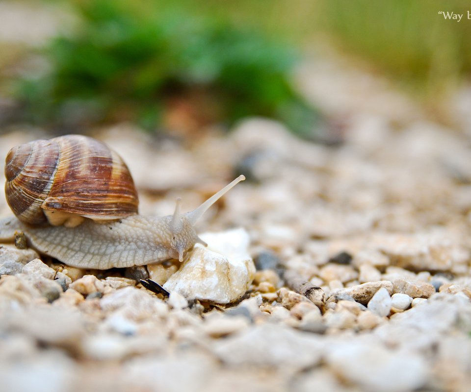 Обои камни, животные, улитка, рожки, раковина, брюхоногие моллюски, stones, animals, snail, horns, sink, gastropods разрешение 2048x1371 Загрузить