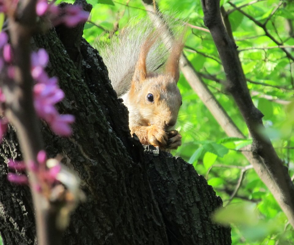 Обои природа, дерево, животные, листва, ушки, белка, nature, tree, animals, foliage, ears, protein разрешение 4000x3000 Загрузить