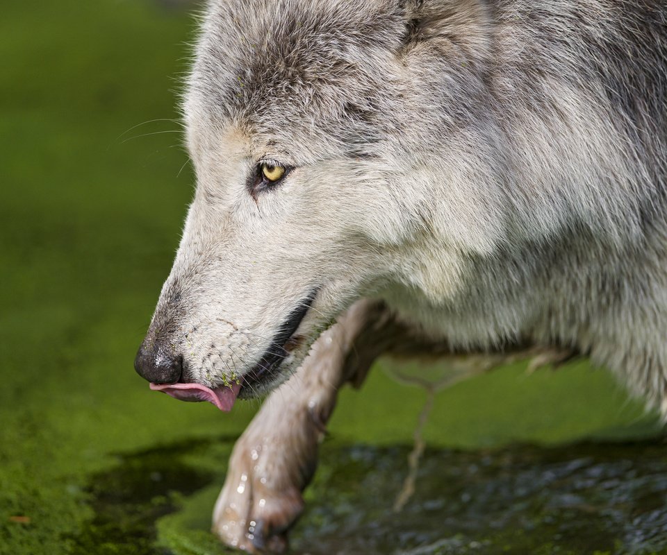 Обои вода, хищник, язык, волк, тина, млекопитающее, морда.профиль, water, predator, language, wolf, tina, mammal, face.profile разрешение 2048x1363 Загрузить