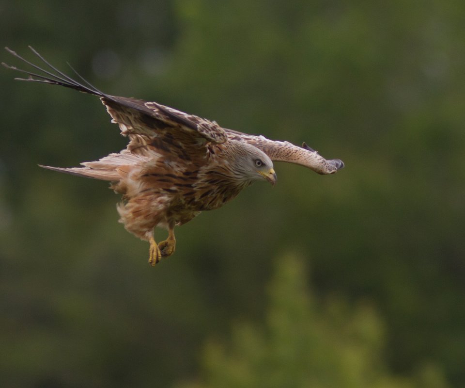 Обои природа, полет, крылья, птица, хищная, nature, flight, wings, bird, predatory разрешение 2048x1366 Загрузить