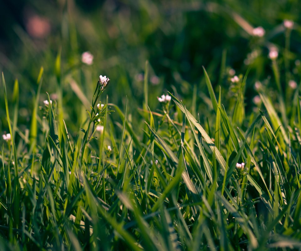 Обои цветы, трава, макро, поле, весна, flowers, grass, macro, field, spring разрешение 2560x1600 Загрузить