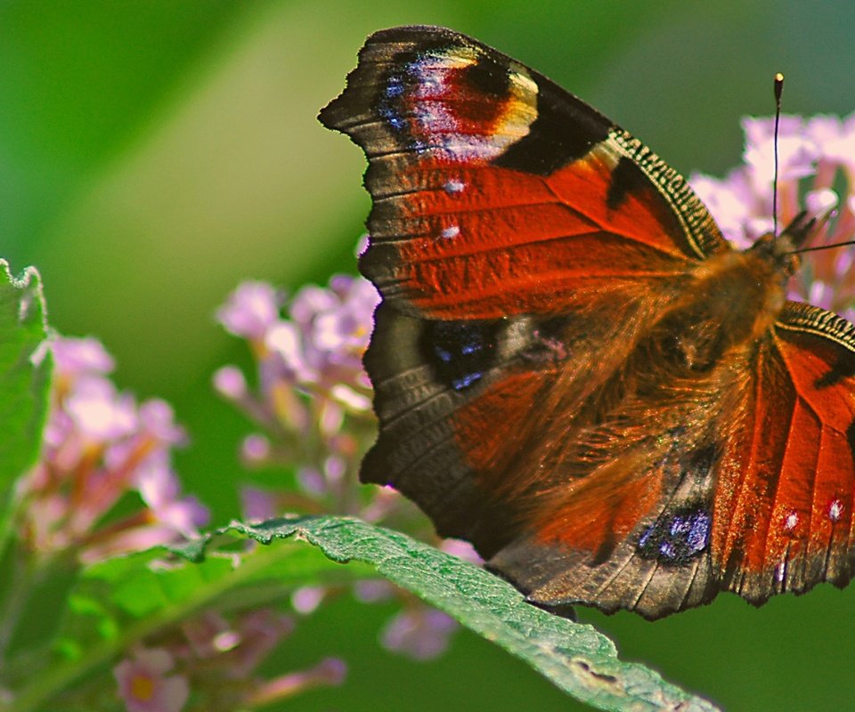 Обои макро, цветок, бабочка, насекомые, macro, flower, butterfly, insects разрешение 2560x1600 Загрузить