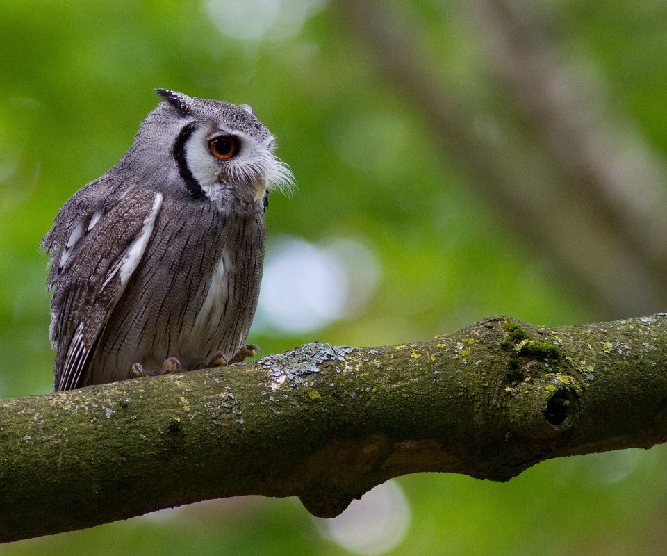 Обои сова, дерево, усы, птица, мох, ствол, уши, owl, tree, mustache, bird, moss, trunk, ears разрешение 2048x1365 Загрузить