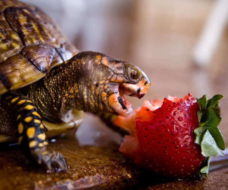 Обои животные, клубника, черепаха, панцирь, обед, рептилия, animals, strawberry, turtle, shell, lunch, reptile разрешение 1920x1200 Загрузить