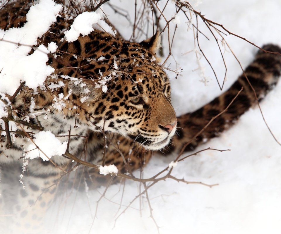 Обои снег, зима, хищник, ягуар, дикая кошка, snow, winter, predator, jaguar, wild cat разрешение 3900x2573 Загрузить