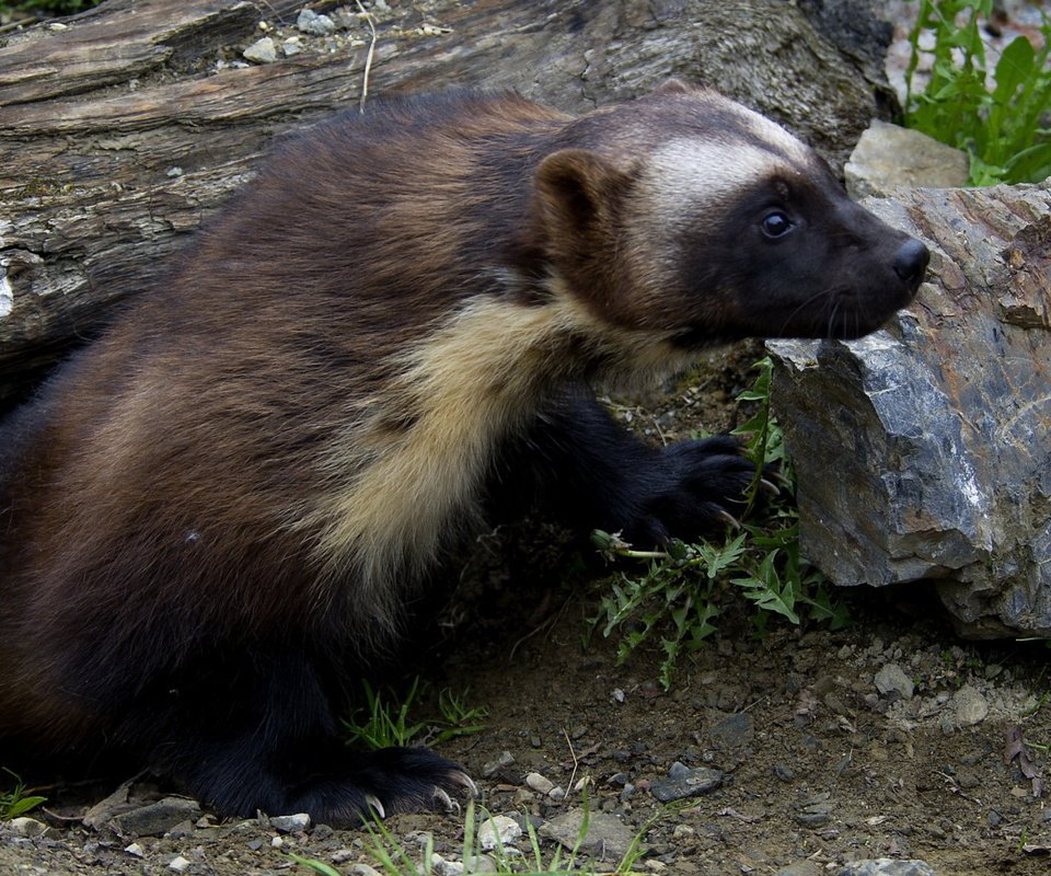 Обои трава, природа, животные, росомаха, росомаха.камни, grass, nature, animals, wolverine, wolverine.stones разрешение 1920x1200 Загрузить