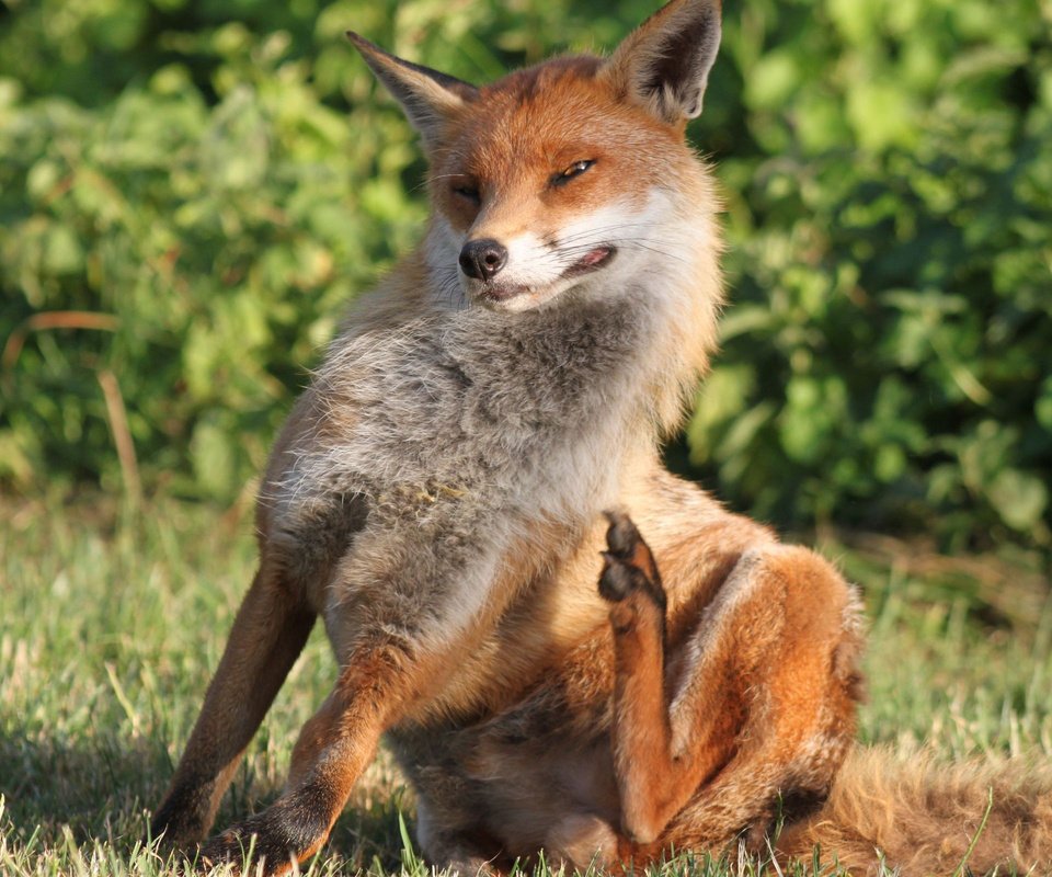 Обои трава, взгляд, рыжая, лиса, сидит, лисица, grass, look, red, fox, sitting разрешение 2560x1600 Загрузить