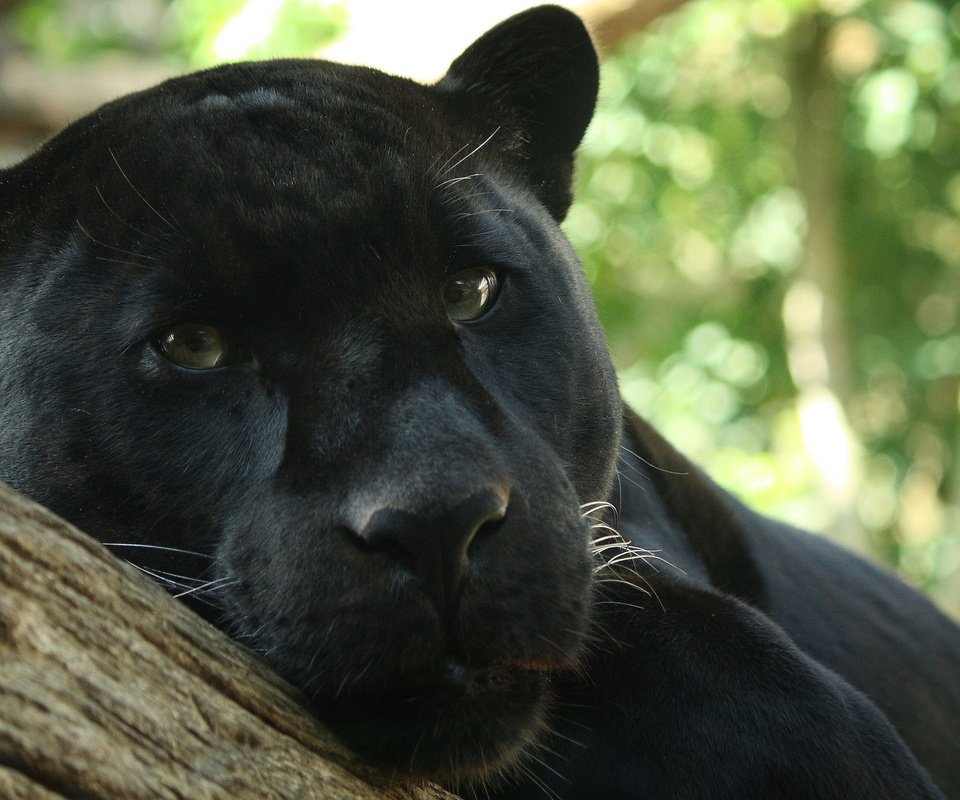 Обои морда, хищник, пантера, дикая кошка, черный леопард, face, predator, panther, wild cat, black leopard разрешение 2560x1600 Загрузить