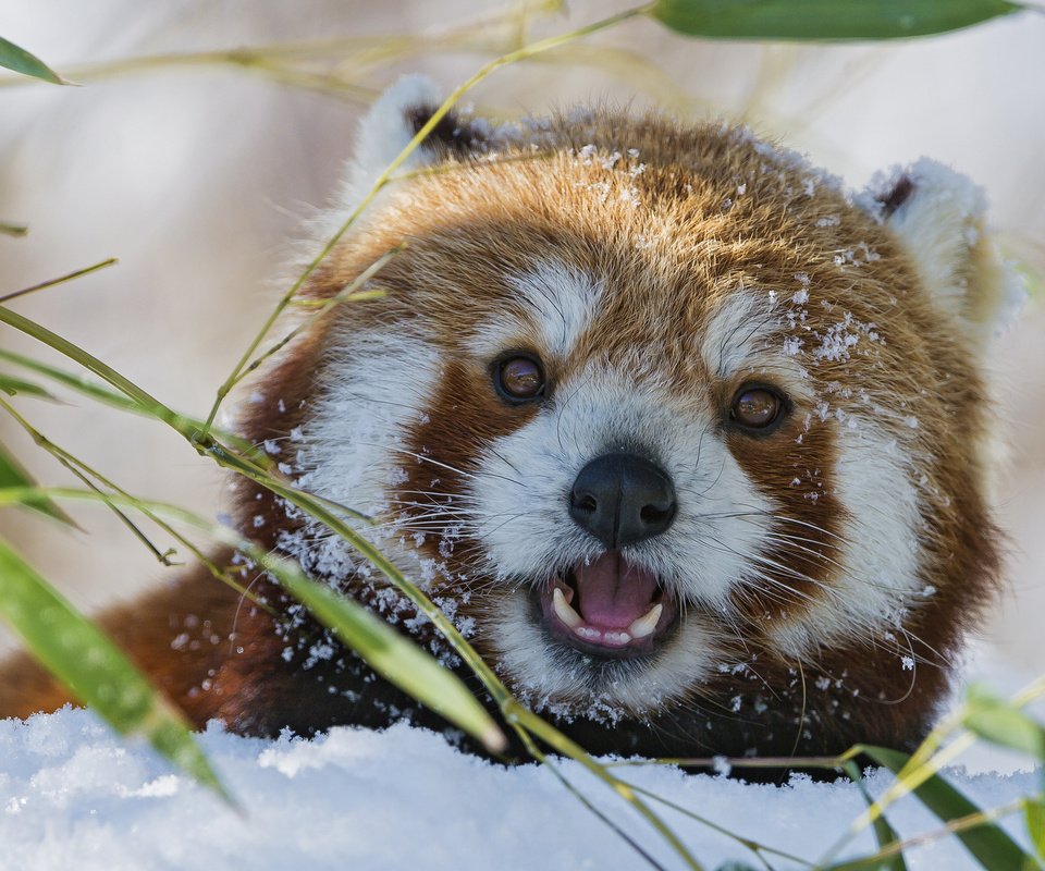 Обои морда, снег, красная, взгляд, панда, бамбук, красная панда, малая панда, малая, small, face, snow, red, look, panda, bamboo, red panda разрешение 2048x1536 Загрузить