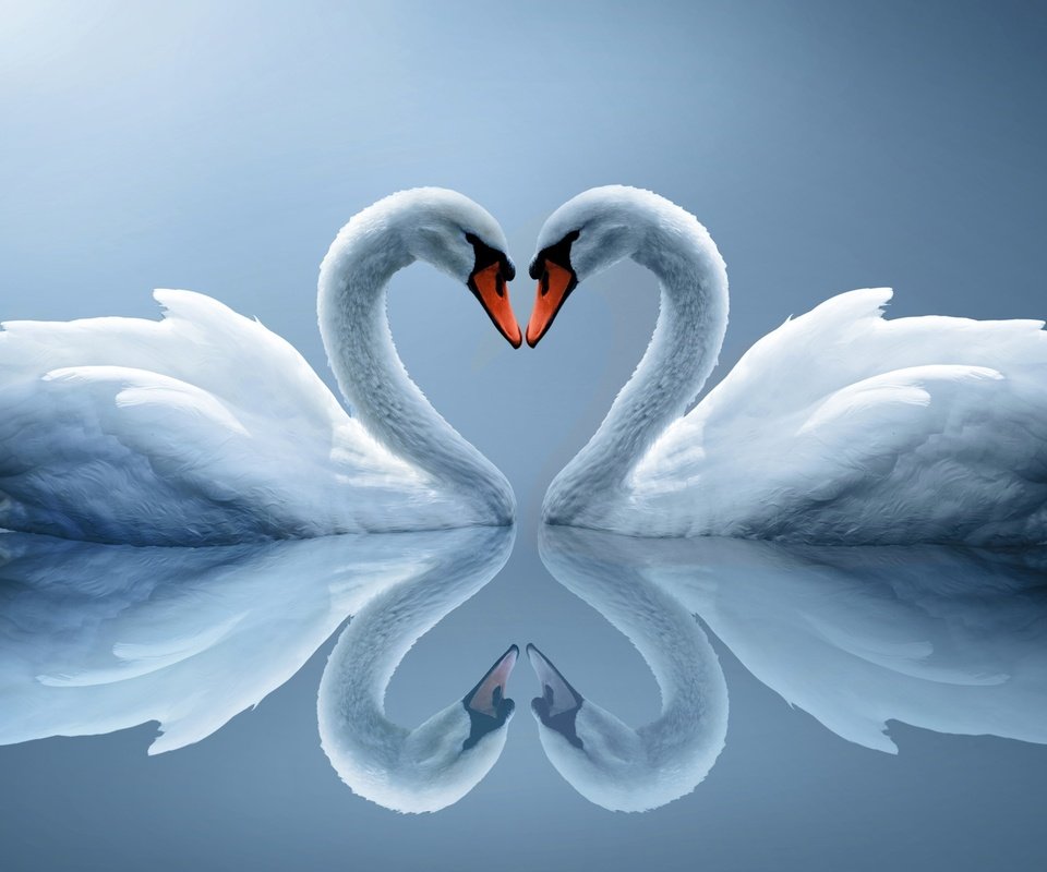 Обои вода, отражение, сердце, птицы, пара, белые, лебеди, water, reflection, heart, birds, pair, white, swans разрешение 2560x1600 Загрузить