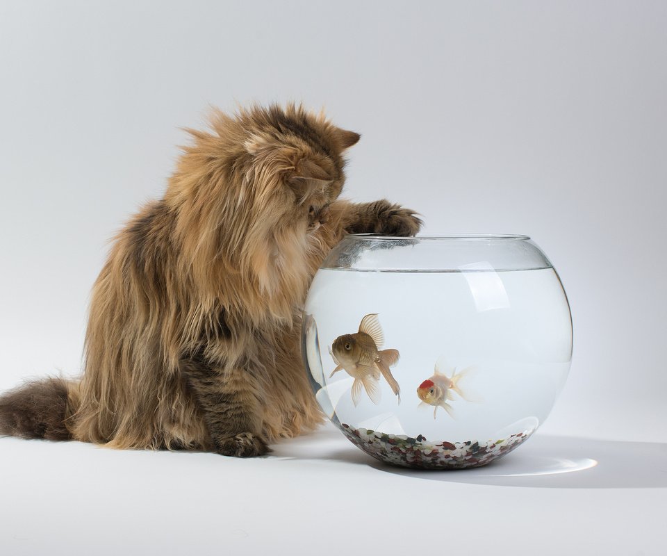 Обои кошка, рыбки, аквариум, интерес, дейзи, бенджамин тород, бен тород, cat, fish, aquarium, interest, daisy, benjamin torod, ben torod разрешение 2048x1364 Загрузить