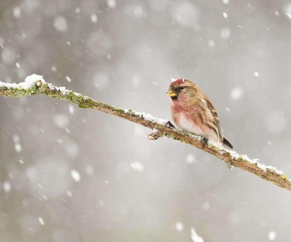 Обои ветка, снег, зима, птицы, птица, зяблик, чечётка, branch, snow, winter, birds, bird, chaffinch, tap dance разрешение 2048x1365 Загрузить