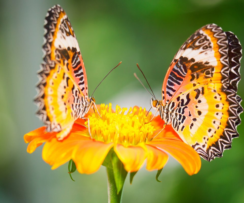 Обои макро, цветок, насекомые, бабочки, малайские златоглазки, macro, flower, insects, butterfly, malay lacewing разрешение 2048x1365 Загрузить