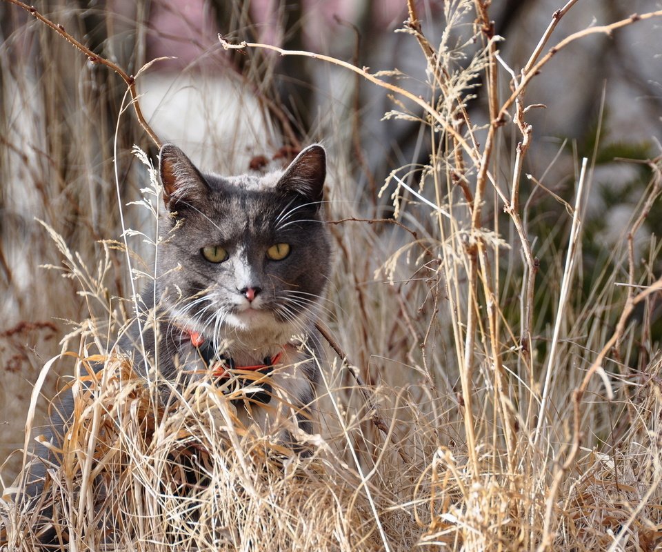 Обои трава, природа, кот, кошка, grass, nature, cat разрешение 1920x1200 Загрузить