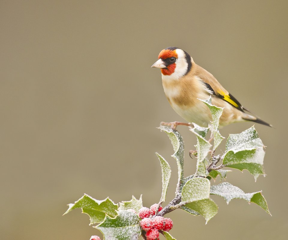 Обои ветка, листья, иней, птица, ягоды, оперение, щегол, branch, leaves, frost, bird, berries, tail, goldfinch разрешение 2048x1536 Загрузить