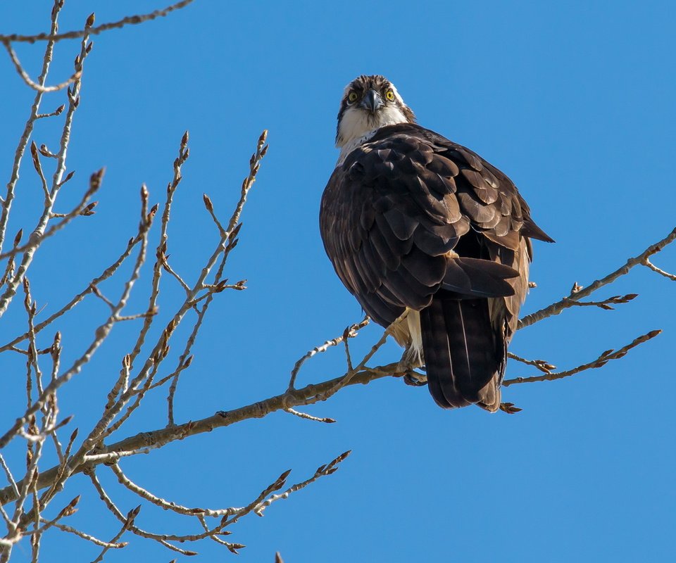 Обои небо, природа, ветки, птица, хищная, скопа, the sky, nature, branches, bird, predatory, osprey разрешение 2560x1600 Загрузить