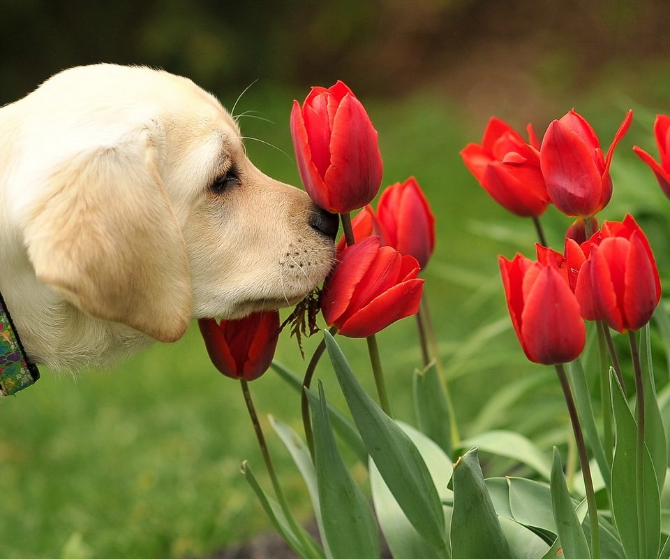 Обои цветы, собака, щенок, тюльпаны, ошейник, лабродор, flowers, dog, puppy, tulips, collar, labrador разрешение 1920x1200 Загрузить