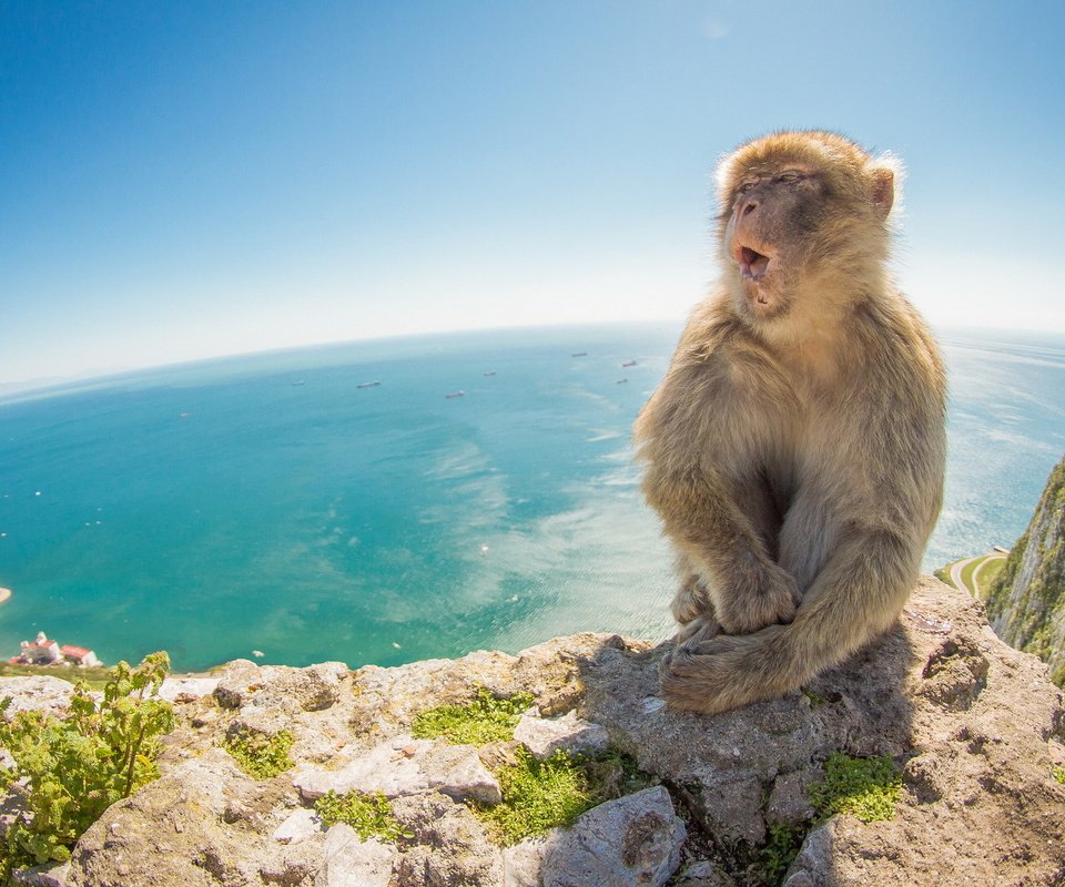 Обои природа, море, гора, обезьяна, макака, nature, sea, mountain, monkey разрешение 1920x1200 Загрузить