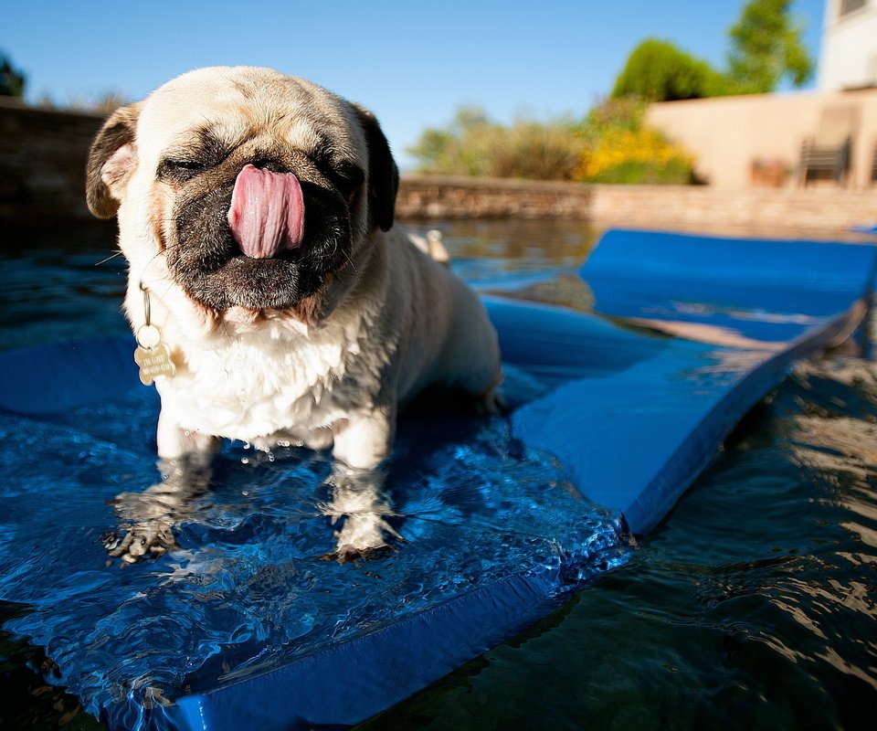 Обои вода, собака, бассейн, язык, мопс, коврик, water, dog, pool, language, pug, mat разрешение 2560x1600 Загрузить