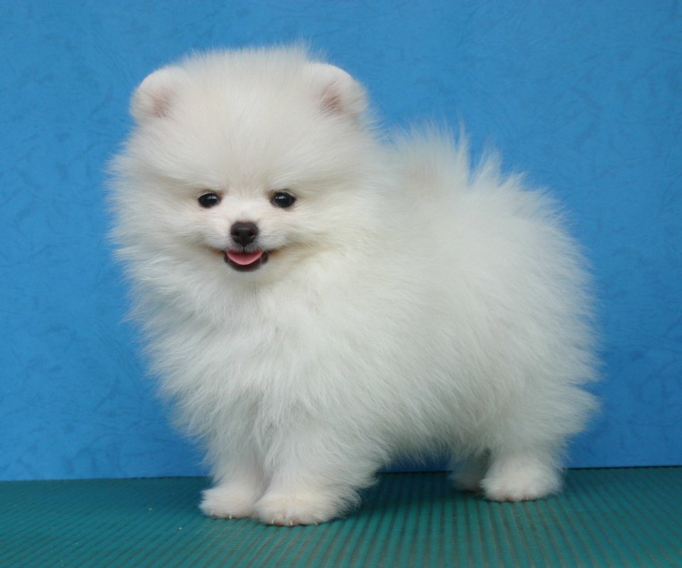 Обои белый, собака, щенок, шпиц, померанский, карликовый, white, dog, puppy, spitz, pomeranian, dwarf разрешение 1946x1292 Загрузить