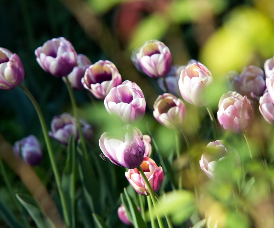 Обои цветы, природа, весна, тюльпаны, flowers, nature, spring, tulips разрешение 2560x1600 Загрузить