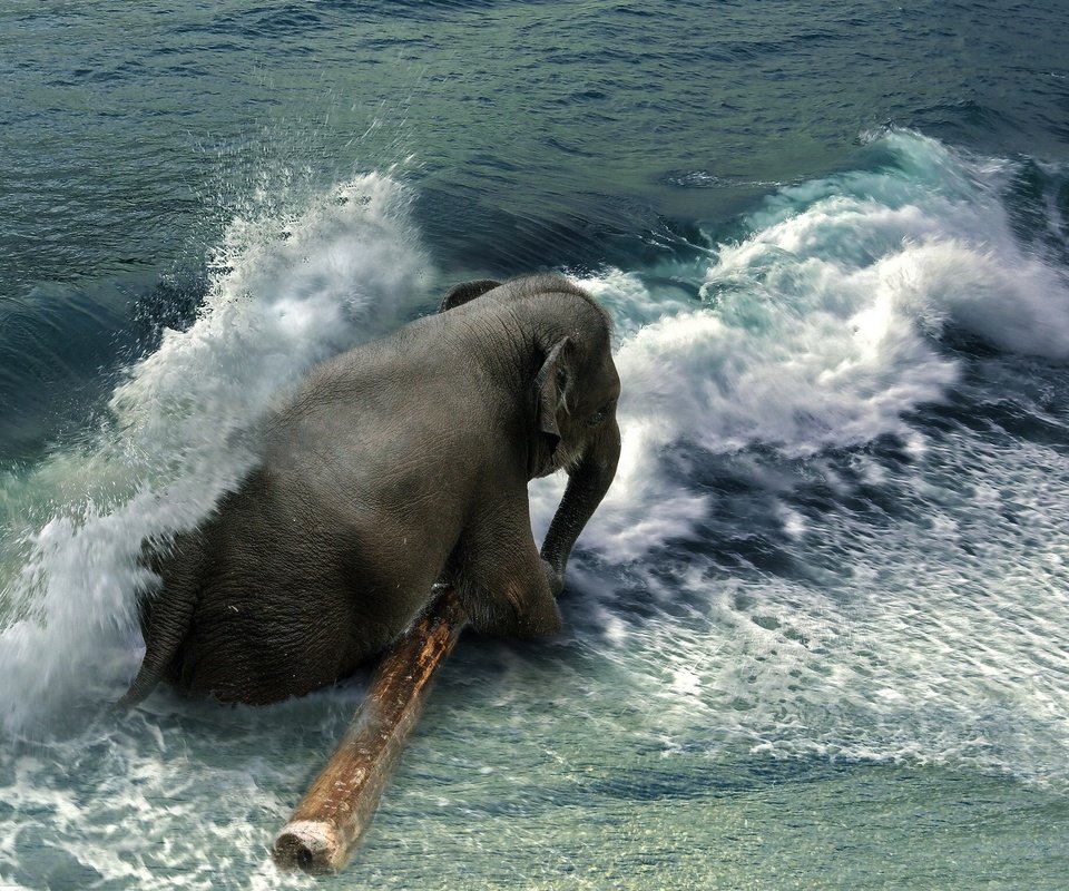 Обои вода, волны, море, слон, брызги, бревно, хобот, water, wave, sea, elephant, squirt, log, trunk разрешение 2048x1537 Загрузить