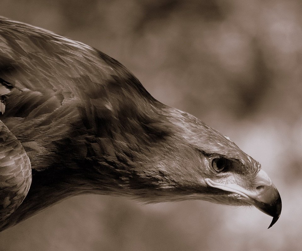 Обои фон, орел, птицы, профиль, клюв, перья, хищная птица, background, eagle, birds, profile, beak, feathers, bird of prey разрешение 2560x1600 Загрузить