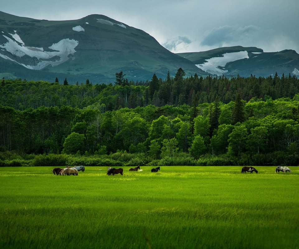 Обои трава, деревья, горы, зелень, поле, кони, природа.лошади, grass, trees, mountains, greens, field, horses, nature.horse разрешение 2048x1365 Загрузить