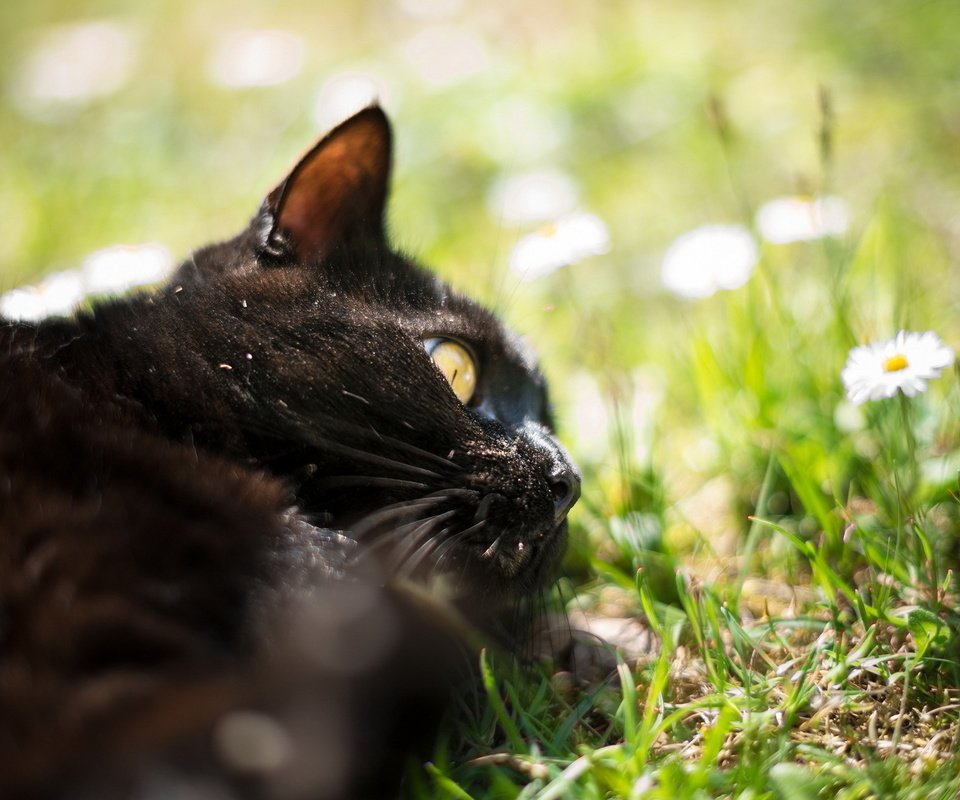 Обои трава, природа, кот, кошка, черный. цветы, grass, nature, cat, black. flowers разрешение 1920x1200 Загрузить