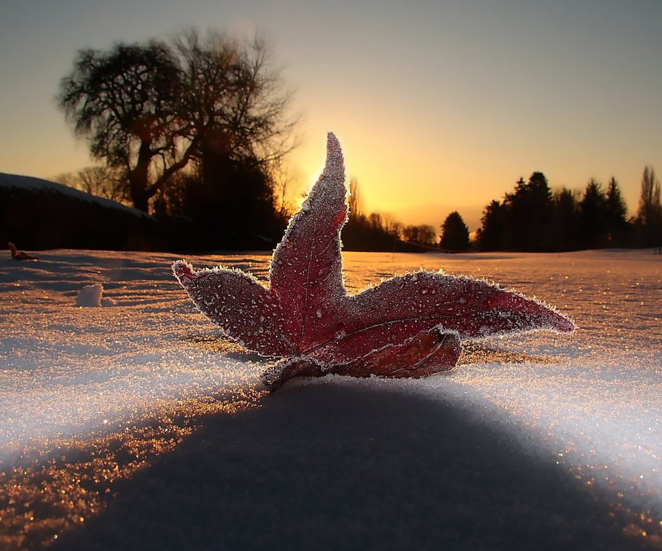 Обои небо, свет, вечер, снег, макро, мороз, иней, лист, the sky, light, the evening, snow, macro, frost, sheet разрешение 1920x1200 Загрузить