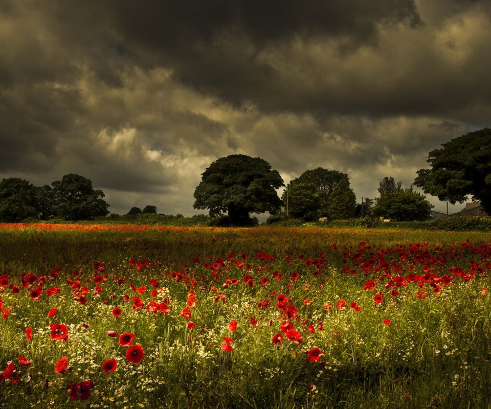 Обои цветы, деревья, природа, поле, маки, луг, ромашки, грозовое небо, flowers, trees, nature, field, maki, meadow, chamomile, stormy sky разрешение 1920x1200 Загрузить