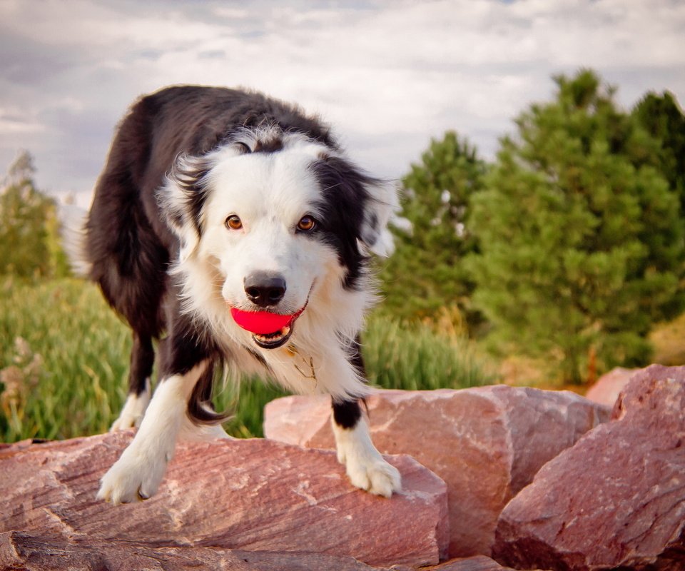 Обои камни, собака, мячик, бордер колли.взгляд, бордер колли, stones, dog, the ball, border collie.look, border collie разрешение 1920x1280 Загрузить