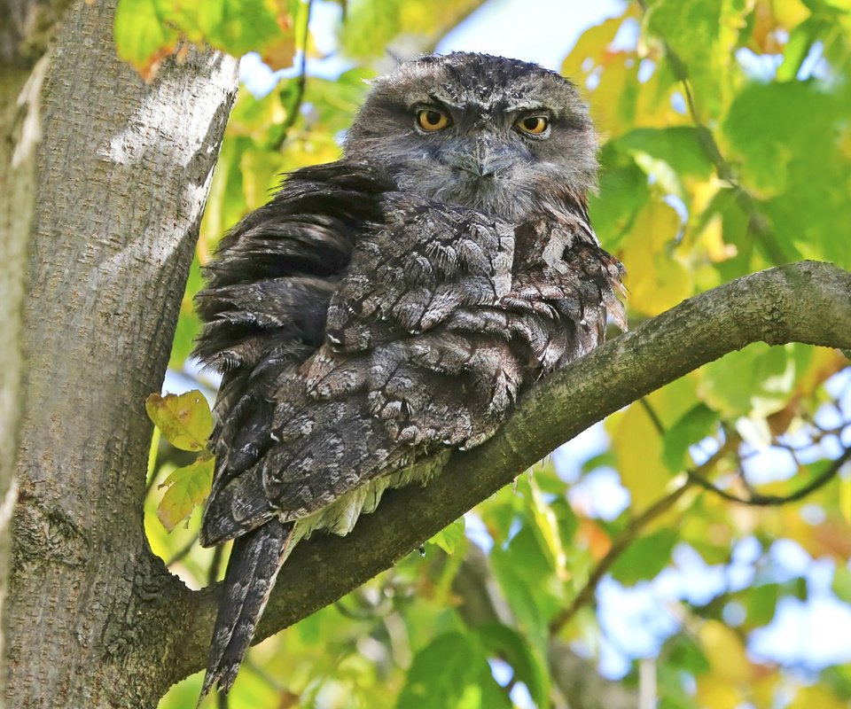 Обои сова, ветка, дерево, птица, owl, branch, tree, bird разрешение 2048x1797 Загрузить