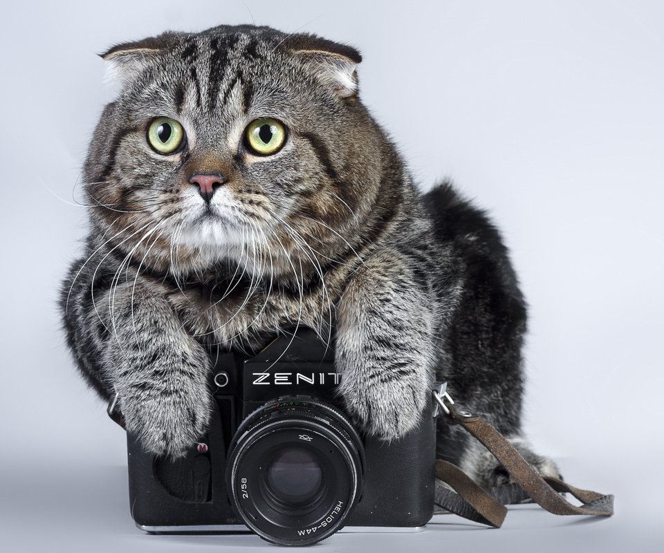 Обои кот, кошка, фотоаппарат, зенит, камера, полосатый, cat, the camera, zenit, camera, striped разрешение 2560x1600 Загрузить