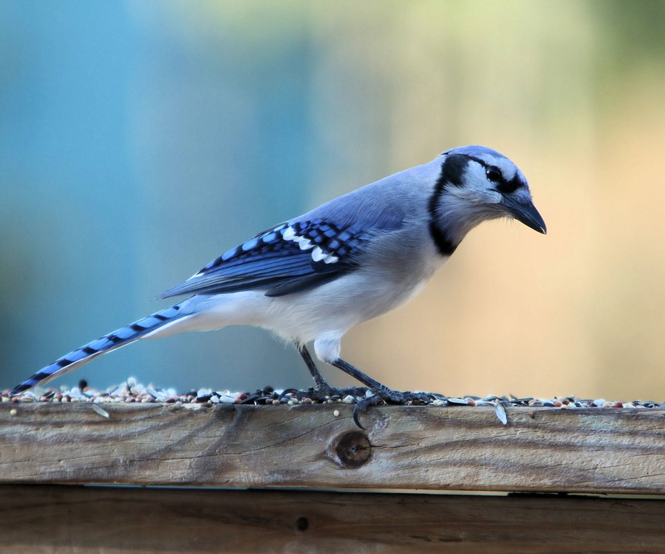 Обои птица, голубая, зерно, семечки, корм, сойка, голубая сойка, bird, blue, grain, seeds, food, jay, blue jay разрешение 3068x2159 Загрузить