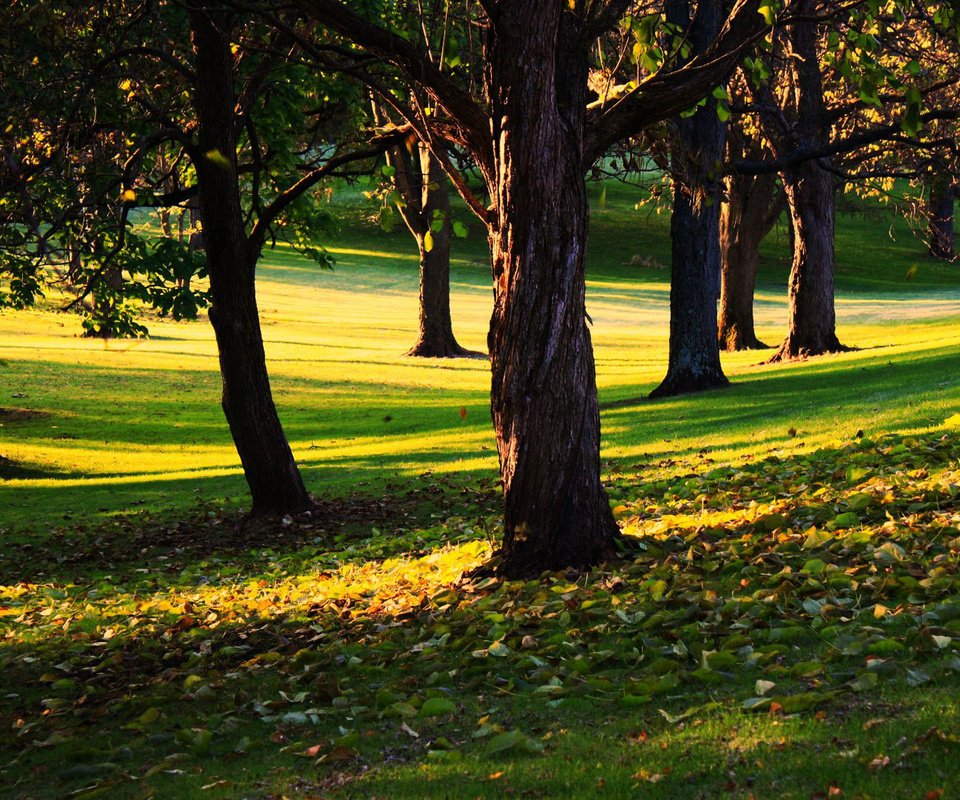 Обои трава, деревья, листья, парк, осень, солнечный день, grass, trees, leaves, park, autumn, sunny day разрешение 1920x1200 Загрузить