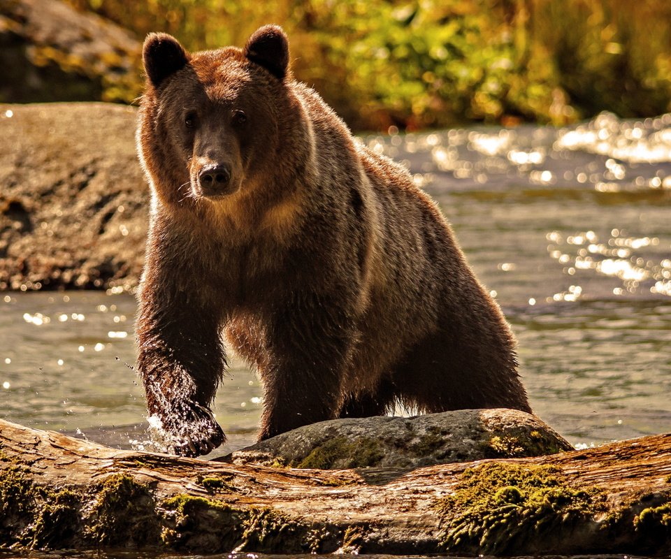 Обои вода, река, природа, медведь, water, river, nature, bear разрешение 2560x1600 Загрузить