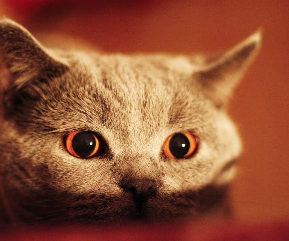 Обои глаза, кот, кошка, взгляд, серый, eyes, cat, look, grey разрешение 2560x1600 Загрузить