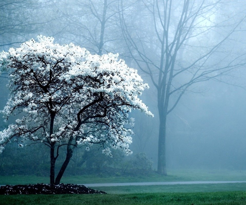 Обои дерево, цветение, лес, парк, туман, весна, tree, flowering, forest, park, fog, spring разрешение 2560x1440 Загрузить