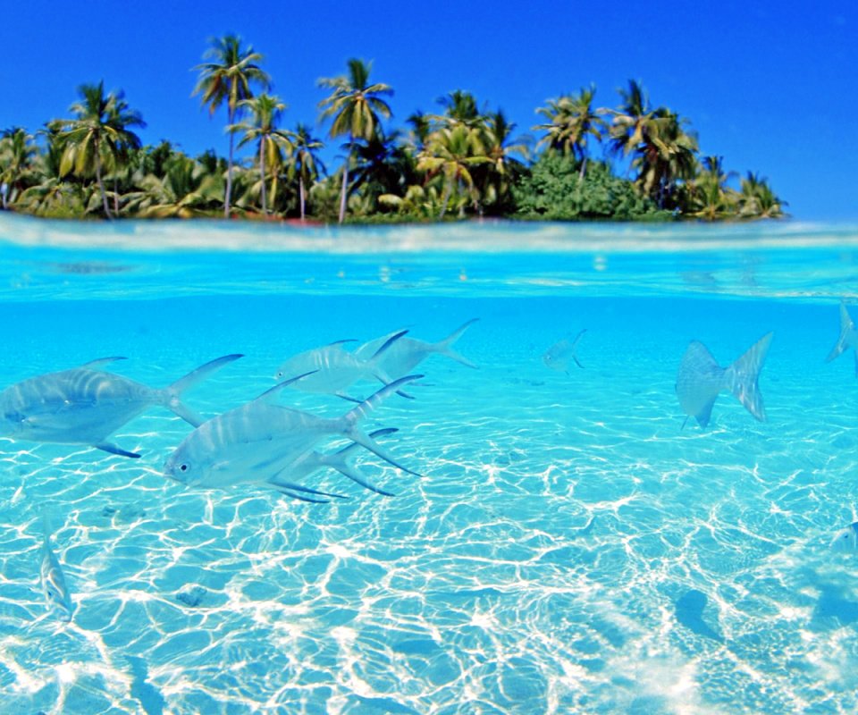 Обои рыбы, остров, тропики, мальдивы, fish, island, tropics, the maldives разрешение 2560x1600 Загрузить