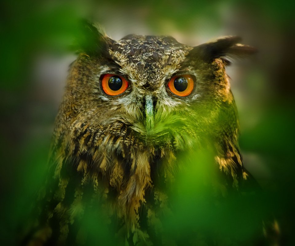 Обои глаза, сова, листья, размытость, птица, eyes, owl, leaves, blur, bird разрешение 2048x1365 Загрузить