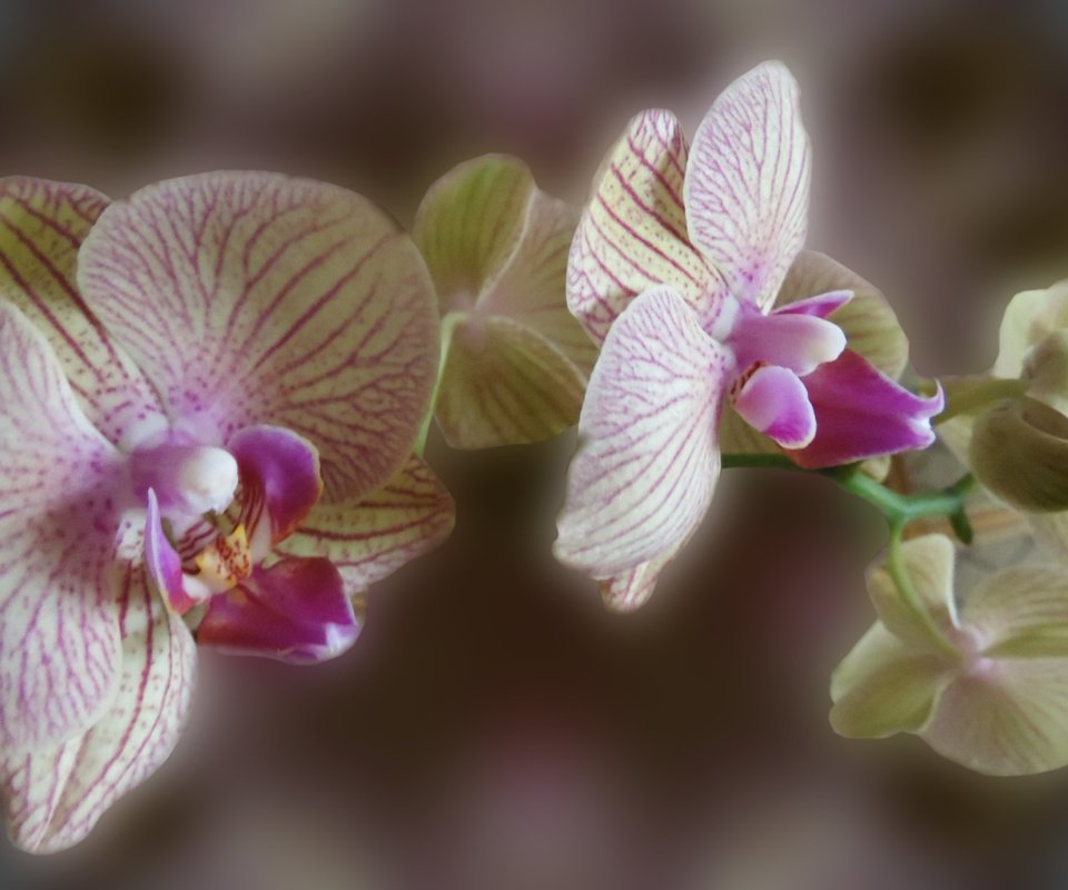 Обои орхидея, цветок на рабочий стол, orchid, the flower on the desk разрешение 2560x1600 Загрузить