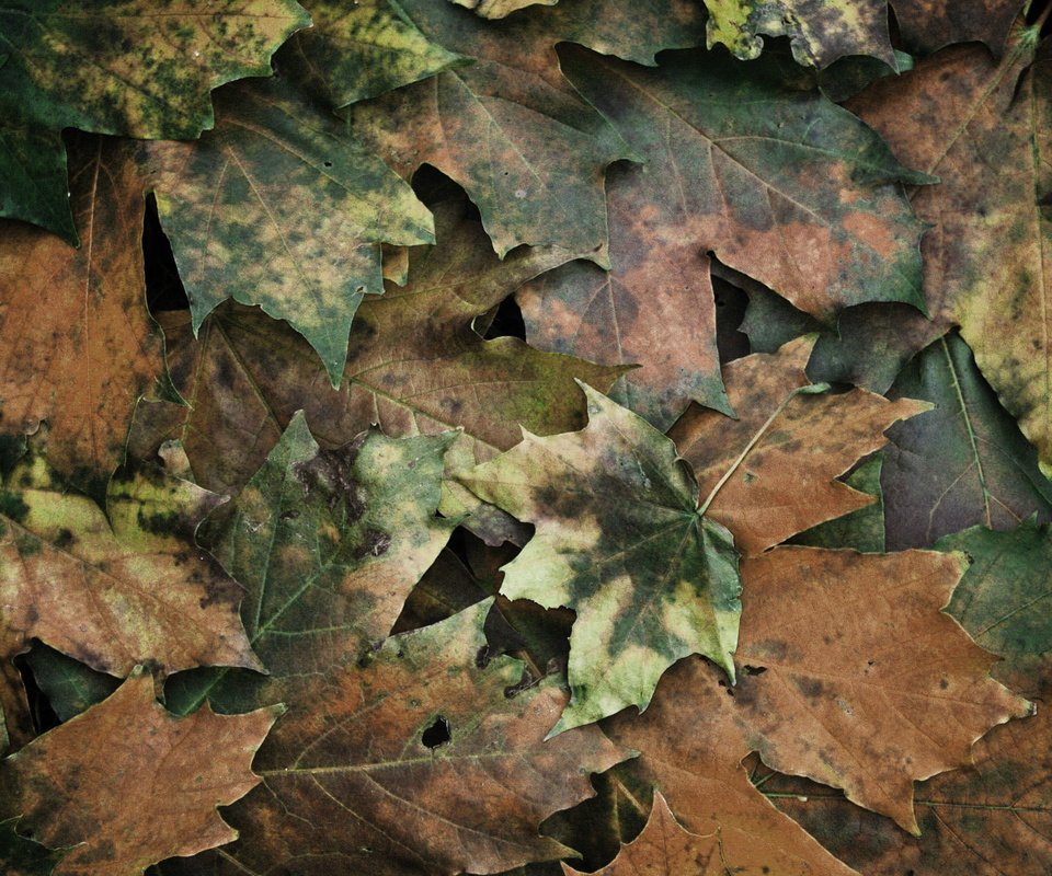 Обои текстура, листья, texture, leaves разрешение 1920x1200 Загрузить