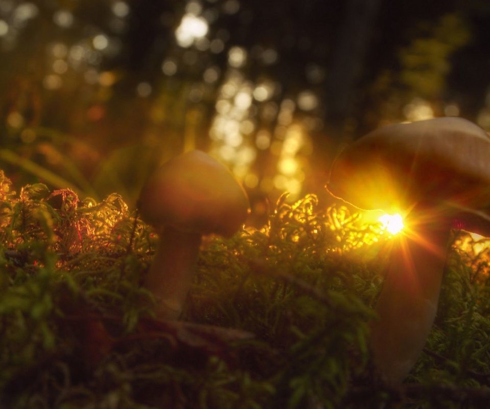 Обои трава, солнце, макро, лучи, грибы, grass, the sun, macro, rays, mushrooms разрешение 2000x1125 Загрузить