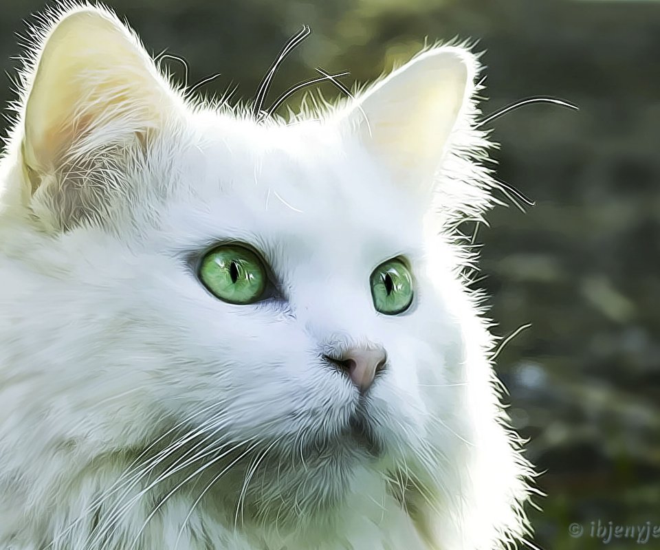 Обои рисунок, кот, кошка, взгляд, белый кот, figure, cat, look, white cat разрешение 2880x1800 Загрузить
