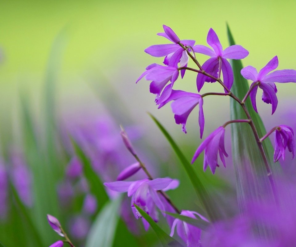 Обои цветы, макро, фон, лепестки, размытость, сиреневые цветы, блетилла, flowers, macro, background, petals, blur, purple flowers, bletilla разрешение 1920x1200 Загрузить